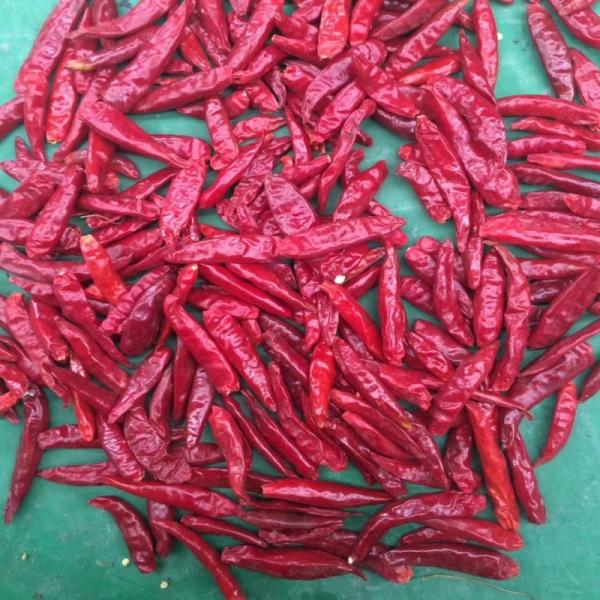 Quality Freshly Harvested Guajillo Chilli Seeds - Moisture 8%-12% - Purity 95-99% wholesale