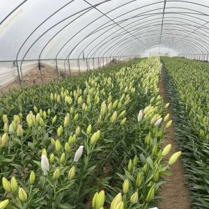 Single Layer Tunnel Greenhouse Hydroponics Growing System for Vegetables Multi