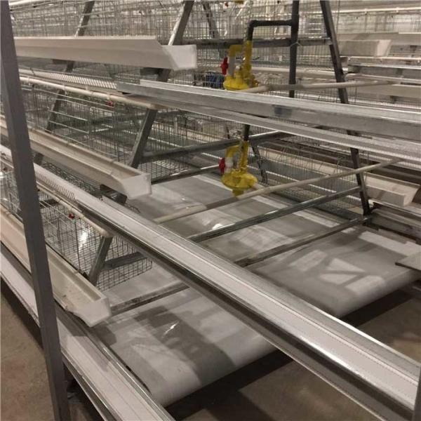 Quality Powerful Clean Automatic Manure Removal System With Mure Transporting System wholesale