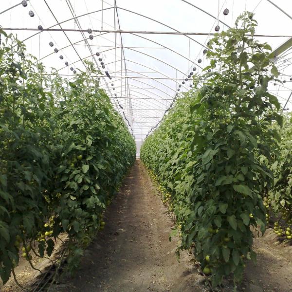Quality Vegetables Multispan Poly Tunnel Greenhouse With Cooling Ventilation System wholesale