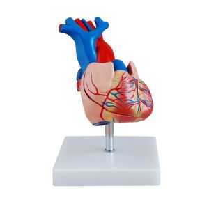 Medical Anatomy Simulation PVC Heart Anatomy 3d Model 2 Part Life Size
