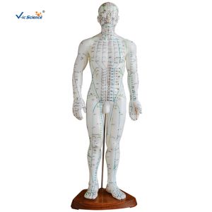 178CM Acupuncture Human Body Model