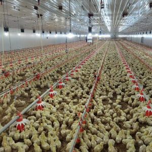 Cheap Construction Steel Structure Building Poultry Farm Chicken House