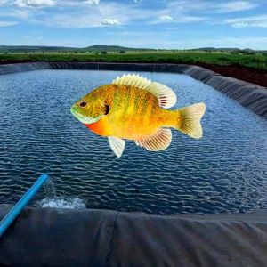 0.2mm-3mm Thickness All-Welded LLDPE Geomembrane Liners for Aquaculture 1m-8m