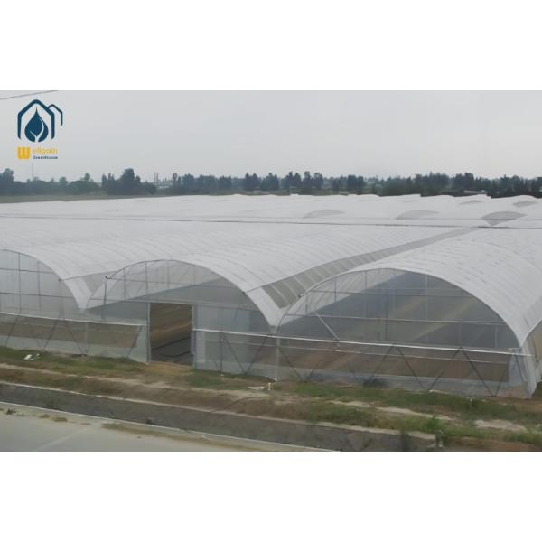 Quality Agricultural Tunnel Multi Span PE Film Greenhouse With Ventilation System wholesale