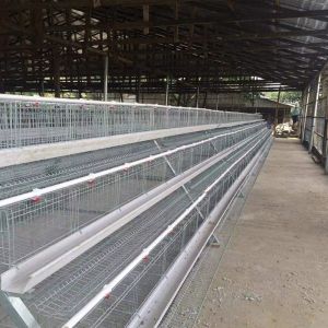Hot Galvanized A Type Poultry Cage New Design Big Size