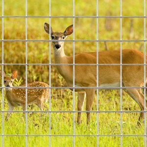 Special Hot Selling 2x2 galvanized welded wire mesh rabbit chicken cage