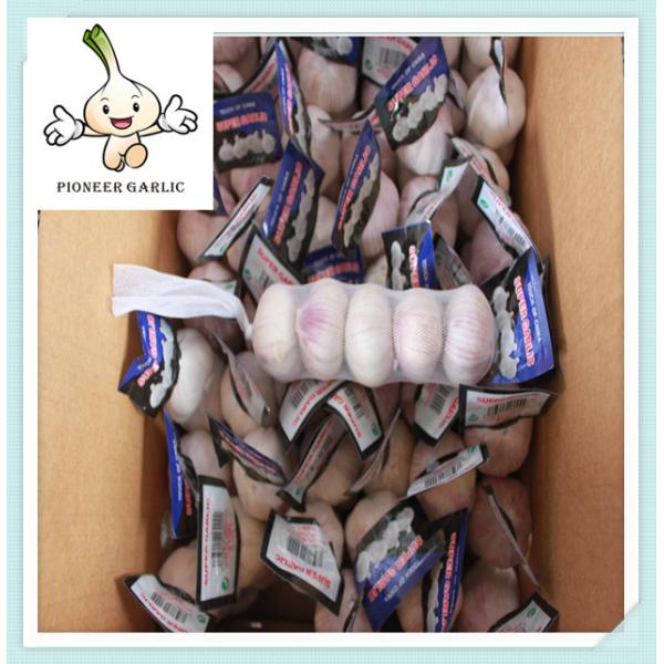 Quality 2016 Fresh Garlic - new arrival, hot sales best selling custom fresh garlic wholesale
