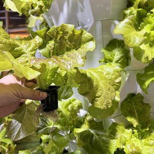 14 Layer 112 Site Vertical Hydroponic System With Automatic Drip