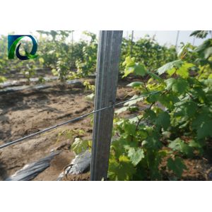 8FT Length Metal Vineyard Trellis Posts , 275G/M2 Galvanized Grape Vine Posts