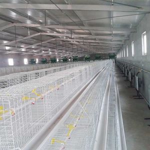 China High Efficiency Broiler Chicken Cage Long Lifespan Environmental Friendly on sale