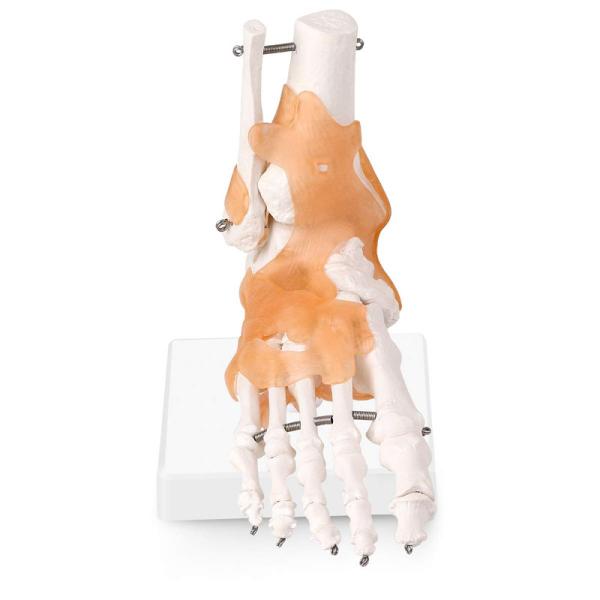 Life Size Human Foot Ankle Joint Model With Ligament For Medical Science