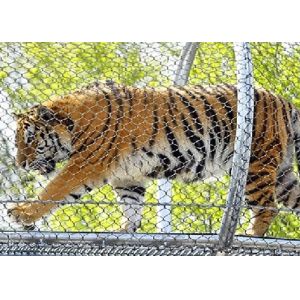 1*19 Or 7x19 Mesh Constructure Flexible Stainless Steel Zoo Fence Mesh For