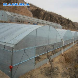 Galvanized Single Span Plastic Tunnel Greenhouse Customized Vegetable Growing
