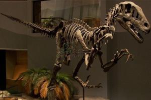 Cheap Artificial Simulation Complete Dinosaur Fossil Model Customization Support for sale