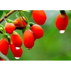 Cheap factory supply wolfberry extract powder free samples or goji extract--Lycium barbarum L. for sale