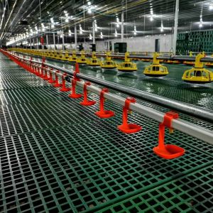 45-65 broiler Chicken Breeding Equipment HX Chicken Feed System