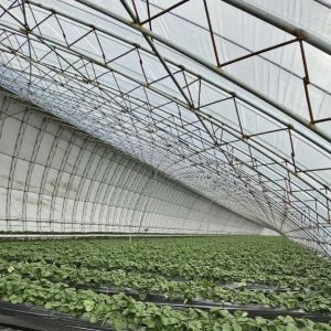 Multi-Span Sunlight Greenhouse The Ultimate Choice for Hydroponic Vegetable