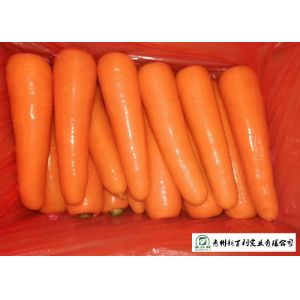 Cheap Healthy Big Carrot , Home Grown Carrots Good For Protecting Eyesight for sale