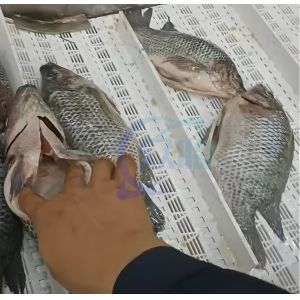 1500W Practical Fish Gutting Machine Multipurpose Wear Resistant