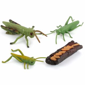 Cheap 4 PCS Realistic Insect Locust Animal Life Cycle Model Figure Cake Toppers Learning Development Toys for Boys Girls Kids for sale