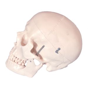 Studying PVC 21cm 1kg Human Skull Anatomy Model