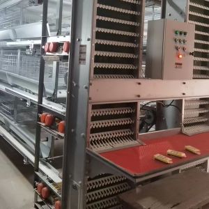 China Automatic Layer Poultry Cage With Feeder And Drinker Poultry Cages For Layer Chickens For 10000 Birds on sale