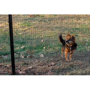 1x1 PVC Coated Wire Mesh Rolls Black 17 Gauge 6ft X 100 Ft Wire Fence