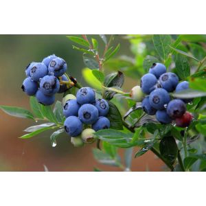 100% Natural Anti-Oxidant Product 10:1 Blueberry Extract with best water soluble