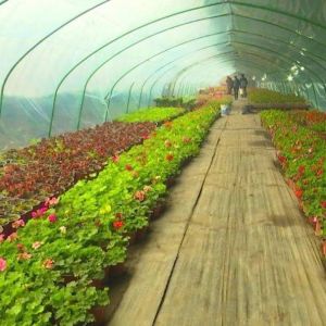 Customizable Hydroponic System for Vegetables and Flowers Tailored to Meet Your