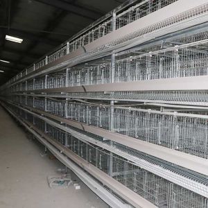 Coop Rearing Poultry Farming Battery Cage System , A Type Layer Cages For