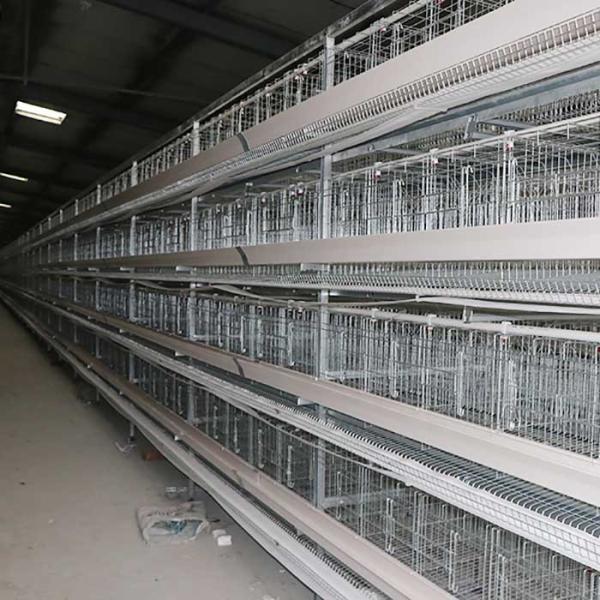 Coop Rearing Poultry Farming Battery Cage System , A Type Layer Cages For