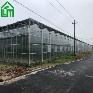8m Width Glass Greenhouse for Growing Vegetables Stable Structure and Customizab