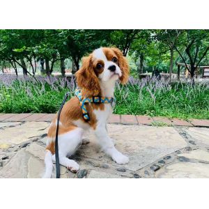 X Xl Xxl Xxxl Large Small Dog Halters No Pulling To Stop Pulling Dog Chest Belt