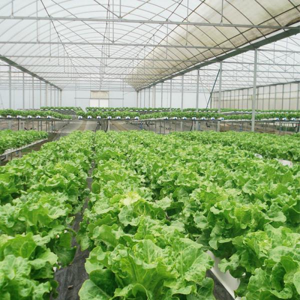 Quality Durable Steel Tructure Vegetable Growing Poly Tunnel Agricultural Greenhouse wholesale
