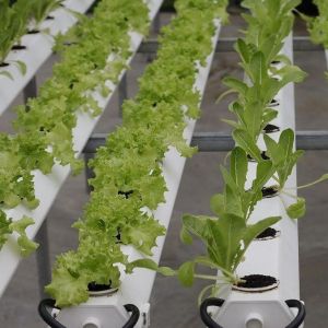 Multi-Span Greenhouse with Hydroponics and Steel Structure The Perfect