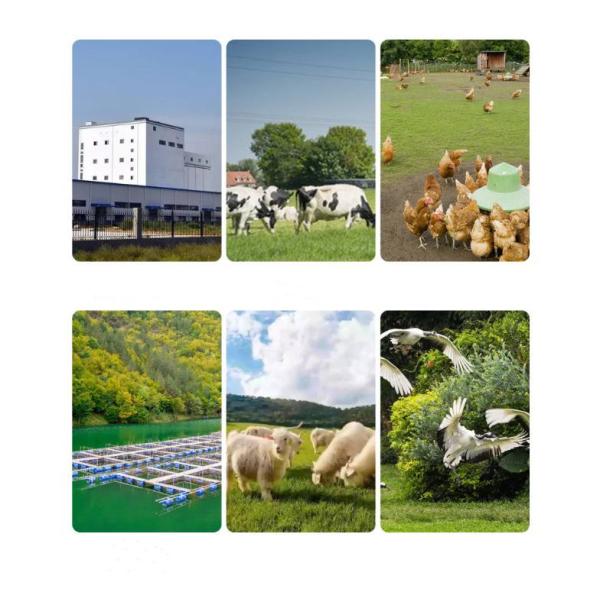 EWPM260B Feed Pellet Maker Feed Pellet Machine Color Customization