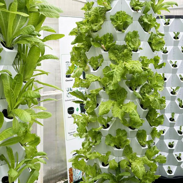 Quality Compact And Versatile Hydroponic Growing System For Saving-Space Storage Type wholesale