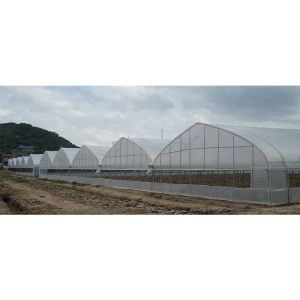 Customize Multi Span Greenhouse High Tunnel Greenhouse For Tomato Farming