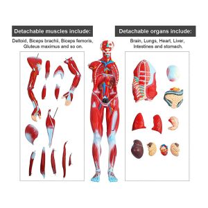 80cm 27 Parts Muscle Model Anatomy For Medical Learning