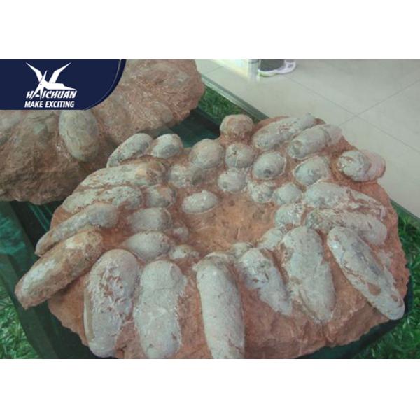 Quality Real Large Dinosaur Fossil Replicas Customized Color And Size CE RoHS Certificated wholesale