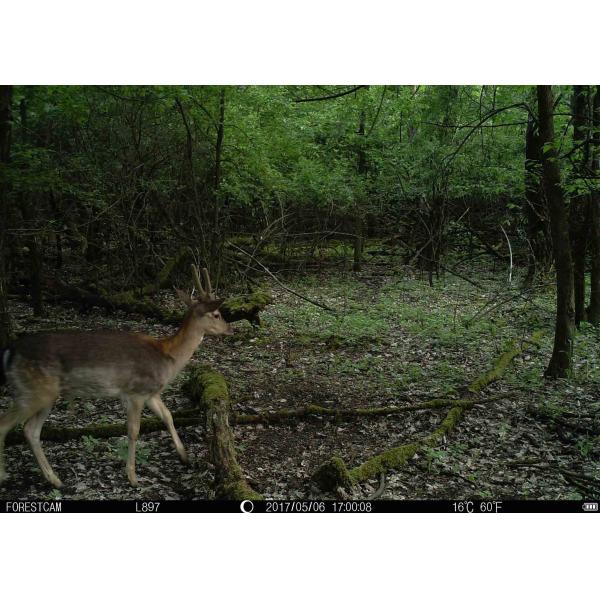 Wildlife Monitoring Deer Hunting Surveillance Cameras Concealed No Flash
