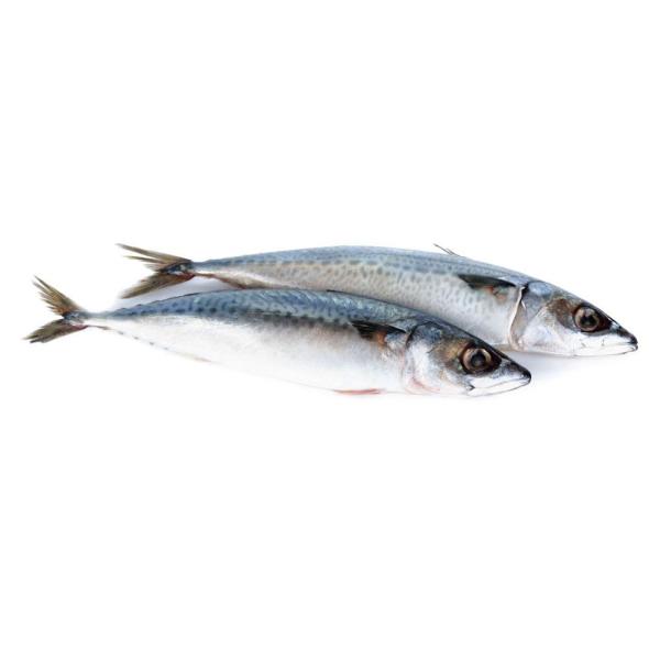Fresh Frozen Seafood Pacific Makerel Fish Iso Trachurus Trachurus