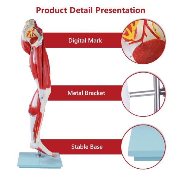 Human Hip thigh calf and foot muscles 13 parts Life Size Arteries & Veins for Study Display Teaching Medical Leg Muscle Model