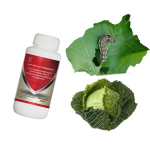Fall armyworm in africa a guide for integrated pest management beet armyworm