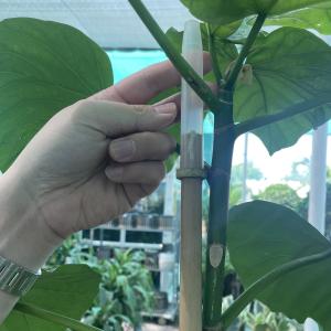 10cm Raw Bamboo Poles