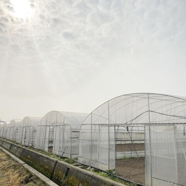 Quality Customized Agricultural Tunnel Greenhouse With PE Film Covering wholesale