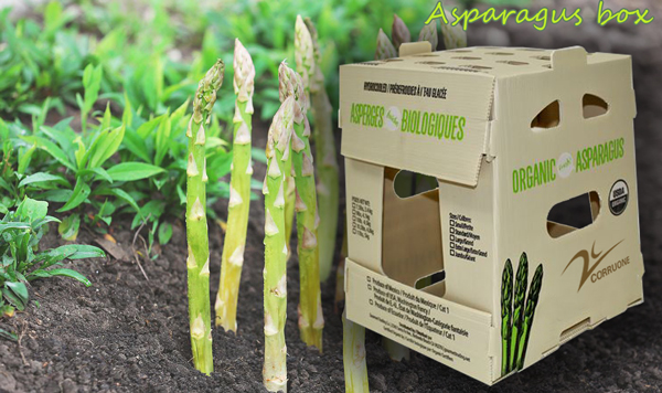 2mm 3mm Asparagus Folding Corrugated Plastic Boxes Polypropylene PP