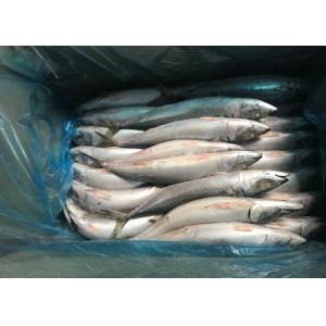 China 2019 fresh Frozen Pacific mackerel flash frozen fish  iqf Mackerel on sale