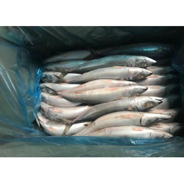 Quality 2019 fresh Frozen Pacific mackerel flash frozen fish  iqf Mackerel wholesale